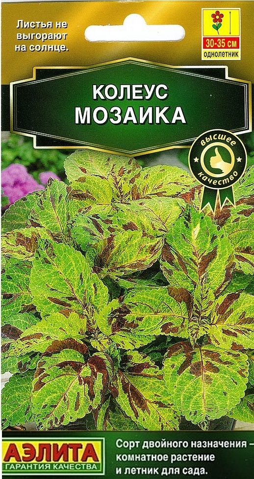 Колеус блюме мозаика фото